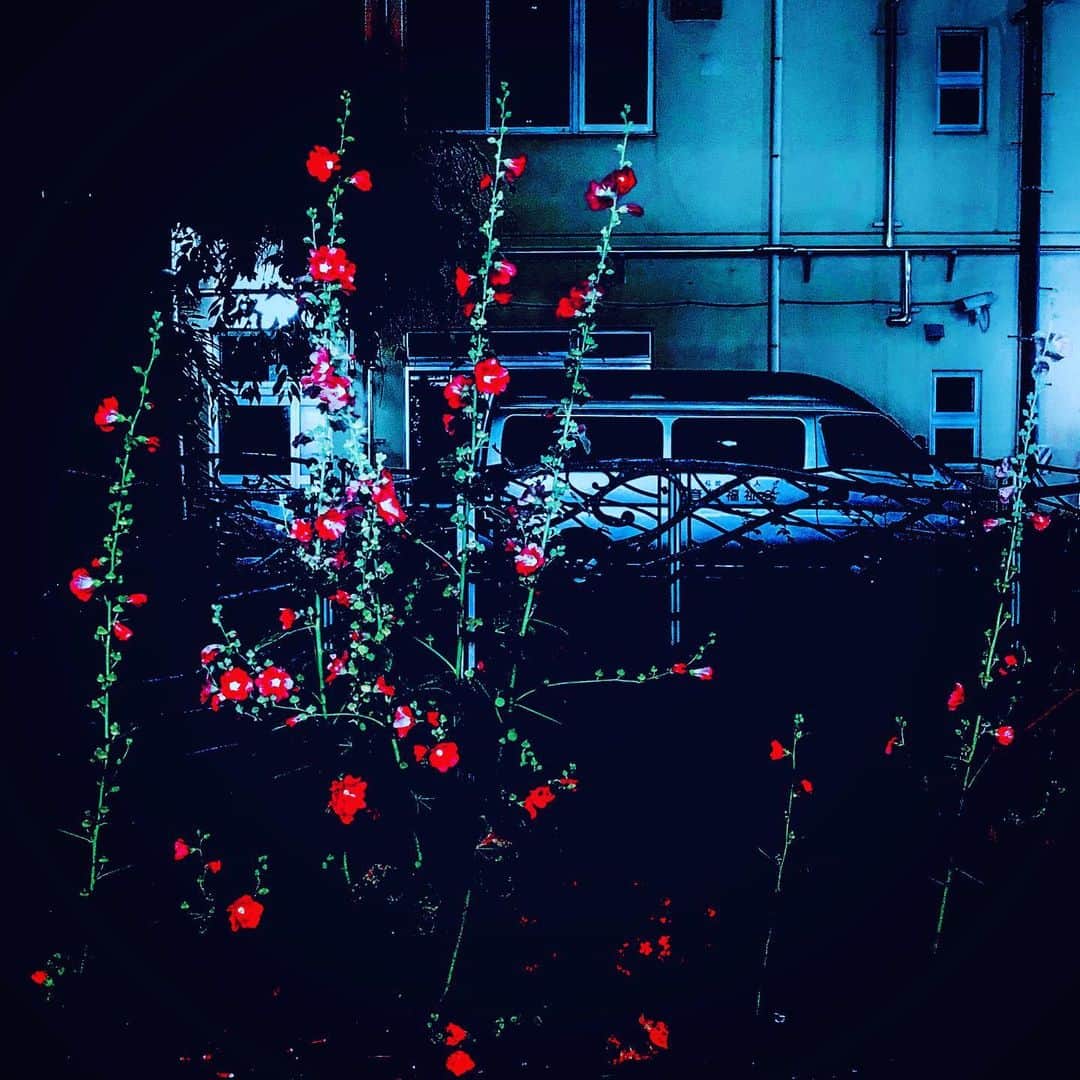 江田由紀浩さんのインスタグラム写真 - (江田由紀浩Instagram)「これ、なかなか好きだ！！！ #夜 #花」6月23日 7時28分 - eda_yukihiro