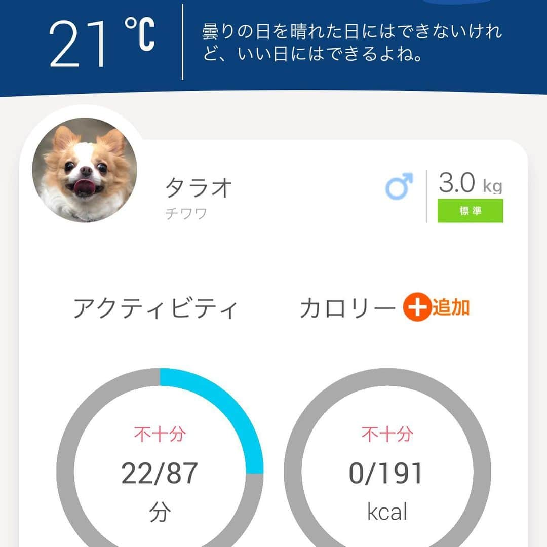 玉ねぎ戦士さんのインスタグラム写真 - (玉ねぎ戦士Instagram)「朝からたたき起こされて、朝ん歩へ行って来ました🐾 昨日一日中お家へいたタラオ。 (私が二日酔いのため) めちゃくちゃ元気です💦 ・ ・ ・ 🐶きっちりと90分のノルマこなしてもらうでしゅ！！ まだ22分しか経ってないでしゅ！！ (2枚目) ・ ・ @petble.jp  で測定してるのでサボれないね💧 今日はタラオが疲れるまで行ってきます。 ・ ・ 首輪のスマートタグは万歩計のような役割をしてくれてます。 たまに電気ビリビリ？！って言う人いるけど、ちゃいまっせー(^◇^;)💦 ・ ・  ペット情報をアプリに入力して連動すると、必要な運動量を算出してくれるんです🐔✨ #petble #ペットブル #ペットの体調管理 #ペットのIOT https://petble.jp」6月23日 7時43分 - licca_tarao_0311
