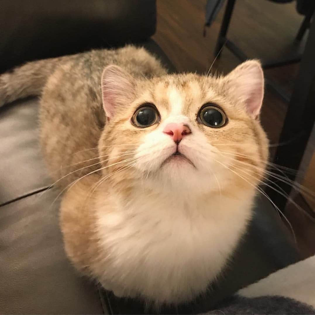 Cute Pets Dogs Catsさんのインスタグラム写真 - (Cute Pets Dogs CatsInstagram)「Adorable 😻😸 📩 Submit your cat’s photo to be featured! ❤️ . . . Tag your friends 🐾 From unknown  Notification ON 💙 . . #kittens_of_world and follow us to be featured 😸 #kitty #cats #kedi #katze #แมว #猫 #ねこ #ネコ #貓 #고양이 #Кот #котэ #котик #кошка #catlove #catsgram #cutecat #cutecats #meow #kittycat #catinstagram #cats_of_instagram #ilovemycat #catsofig #thedailykitten #bestmeow #excellent_cats」6月23日 7時55分 - dailycatclub
