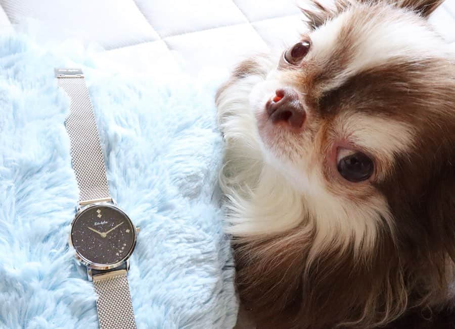 kayoのインスタグラム：「* * @liakulea_japan さんから 素敵な時計が届きました☺️⌚✨ * * ハワイの星空をイメージされたブランド🌴⭐️⭐️ * * 文字盤がキラキラして とっても素敵です💫💫 * * 💟クーポンコード 【kayo063】で10%off * * Lychee💗⌚ * * #リアクレア #liakulea #時計 #腕時計 * #chihuahua#chihuahualove#dogstgram#dog#instadog#チワワ#チワワ大好き * *」