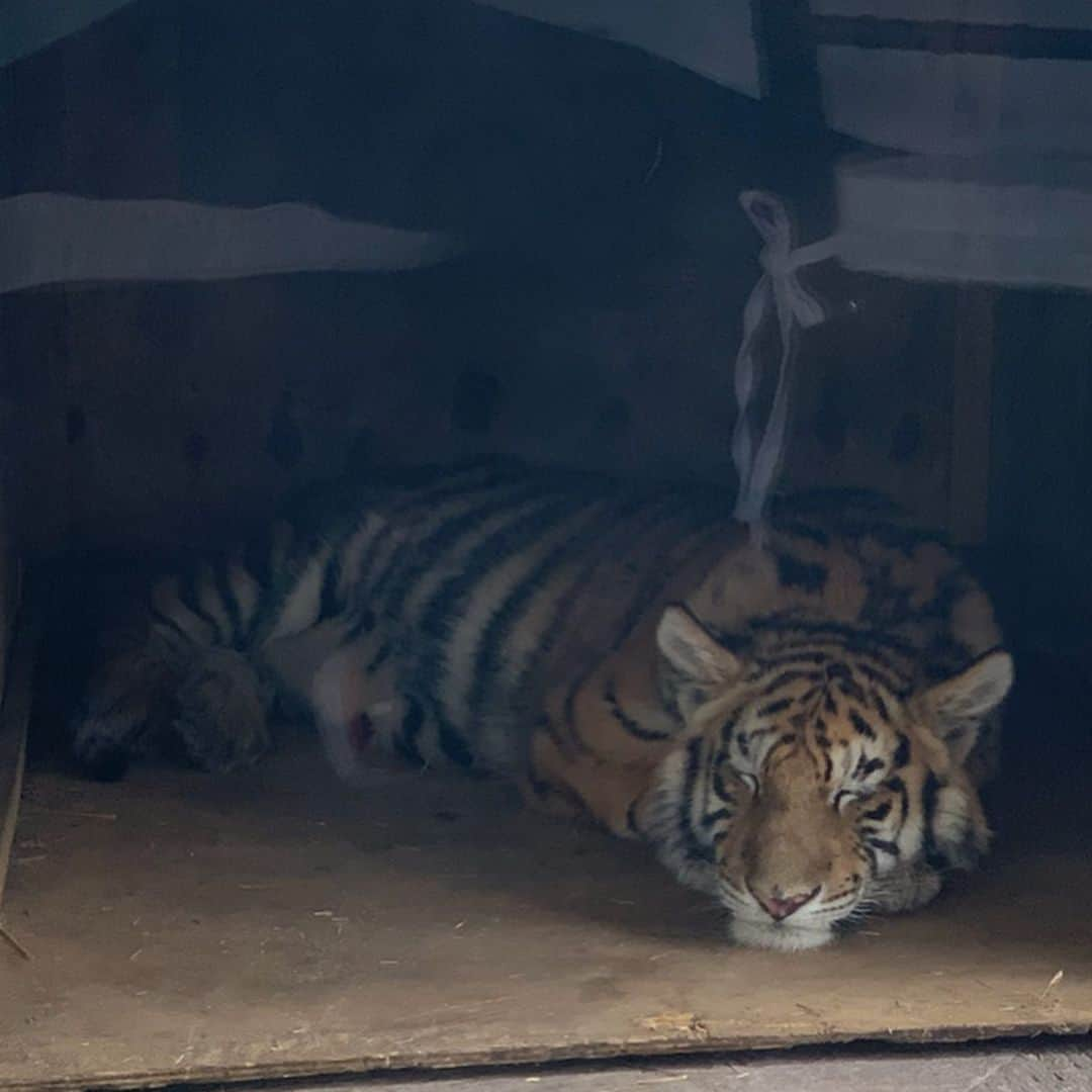 Black Jaguar-White Tiger さんのインスタグラム写真 - (Black Jaguar-White Tiger Instagram)「Luci Luli... #BabyLucianoBJWT #SaveTigers  @glc_italy @sibilla_fiorentino」6月23日 8時04分 - blackjaguarwhitetiger