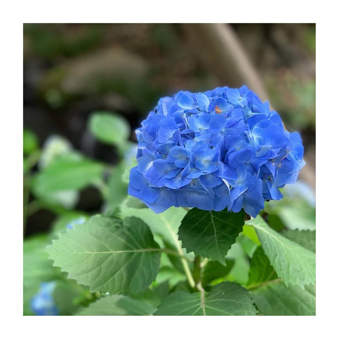 佐藤梨那さんのインスタグラム写真 - (佐藤梨那Instagram)「夏至☀️ 関東は雨が降ったり止んだり 日の長さを感じられた場所もあったのでしょうか。  もうすぐ本格的な夏が来る♪ 最近は紫陽花がとても綺麗ですね✨  日本庭園の美しさが心に沁みるようになった24歳。 大人になったなぁ  #紫陽花  #アナウンサー試験も #紫陽花の前で #写真を撮ったなぁ」6月22日 23時38分 - sato_lina