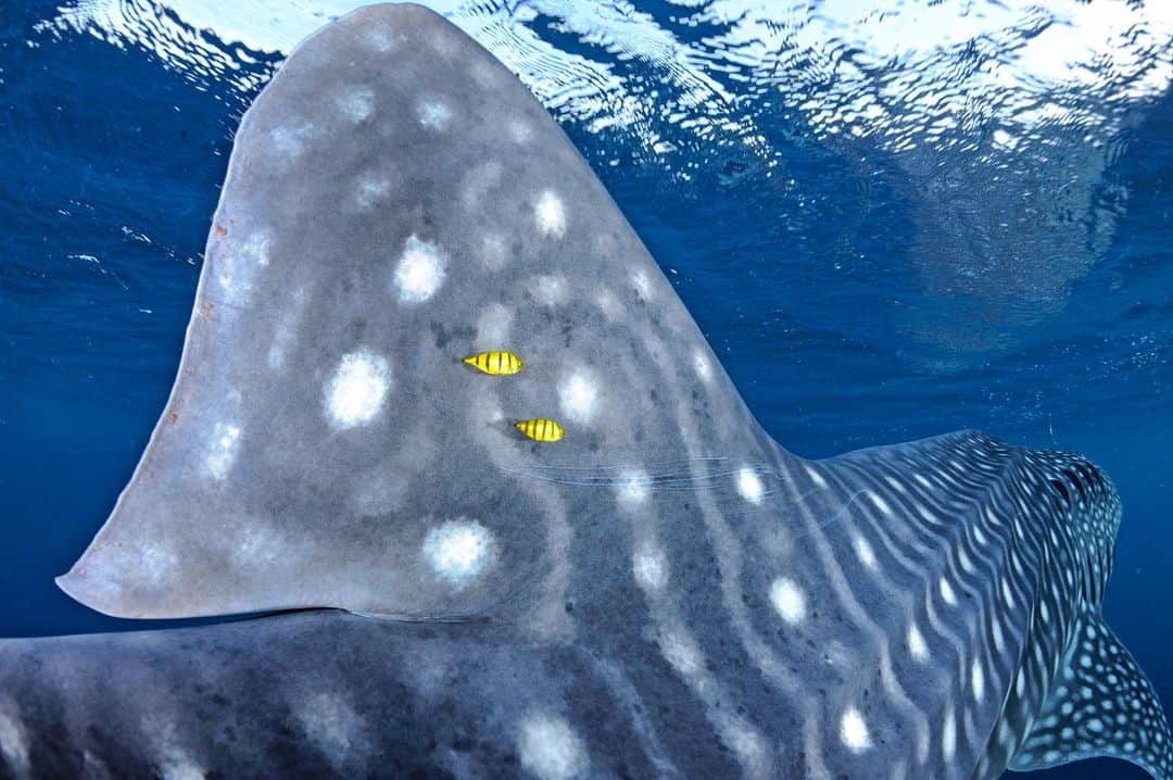 Thomas Peschakのインスタグラム：「A whale shark and its entourage of two tiny yellow juvenile jacks traverse the western reaches of the Indian Ocean. In the vastness of open sea large animals, like whale sharks and marine mammals often attract a community of smaller animals that live within their orbit. The reasons for this are varied, but include indirect physical protection, a easy ride in ‘their’ giants slipstream (or on their bow wave) and morsels of food from messy eaters. #whaleshark #yellow #entourage #indianocean #sharks」