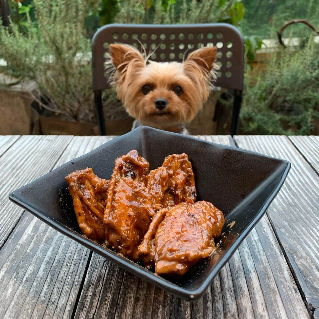 Rubyさんのインスタグラム写真 - (RubyInstagram)「😋😋😋 いただきまーす ってママが言いました。 #yorkie #ヨーキー #yorkshireterrier #ヨークシャテリア #roppongi #roppongihills #六本木 #六本木ヒルズ #rubyとカフェとわたし」6月22日 23時41分 - ruby_the_yorkie