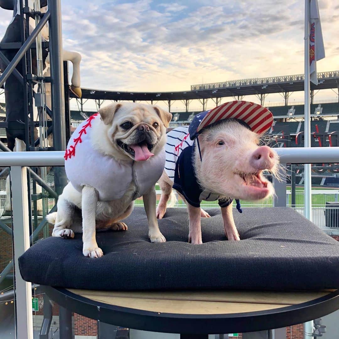 Priscilla and Poppletonさんのインスタグラム写真 - (Priscilla and PoppletonInstagram)「Check out the MVPig and the winning game ball from the Braves game!🐷❤️⚾️💙🐶 . We made it to Atlanta and we are squeally excited to be staying @omnibatteryatl right at the stadium. This place is a home run! Can’t wait to share more of our adventures with you! Stay tuned and watch our stories!🐷⚾️🐶#heybatterbatter #AtTheOmni #AtlantaBraves #PigtailandPenn #PrissyandPop」6月22日 23時58分 - prissy_pig
