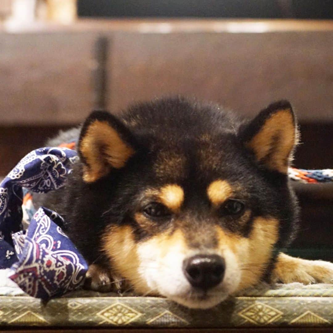 黒豆柴こむぎさんのインスタグラム写真 - (黒豆柴こむぎInstagram)「今日は、夕方からお出かけしたよ😊大濠公園、舞鶴公園に行って、#土間茶屋もく さんでご飯を食べて、#マヌコーヒー さんでお茶して帰って来たよ。2019.6.22  #黒豆柴こむぎ #黒豆柴 #豆柴 #黒柴 #黑柴 #柴犬 #柴 #まめしば #しばいぬ #しば #mameshiba #kuroshiba #shibainu #shiba #shibalove #shibalovers #shibastagram #shiba_snap #shibasofinstagram #west_dog_japan #ふわもこ部 #pecoいぬ部 #いぬら部 #proudshibas #thedailyshibainu #ここ柴部 #いぬのきもち #todayswanko」6月23日 0時00分 - komugi_1207