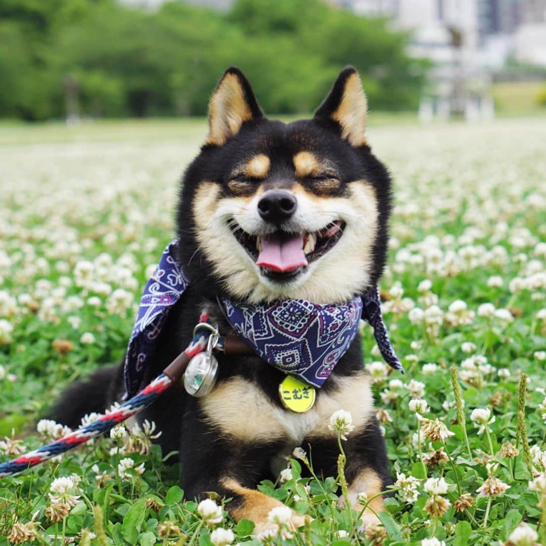 黒豆柴こむぎさんのインスタグラム写真 - (黒豆柴こむぎInstagram)「今日は、夕方からお出かけしたよ😊大濠公園、舞鶴公園に行って、#土間茶屋もく さんでご飯を食べて、#マヌコーヒー さんでお茶して帰って来たよ。2019.6.22  #黒豆柴こむぎ #黒豆柴 #豆柴 #黒柴 #黑柴 #柴犬 #柴 #まめしば #しばいぬ #しば #mameshiba #kuroshiba #shibainu #shiba #shibalove #shibalovers #shibastagram #shiba_snap #shibasofinstagram #west_dog_japan #ふわもこ部 #pecoいぬ部 #いぬら部 #proudshibas #thedailyshibainu #ここ柴部 #いぬのきもち #todayswanko」6月23日 0時00分 - komugi_1207