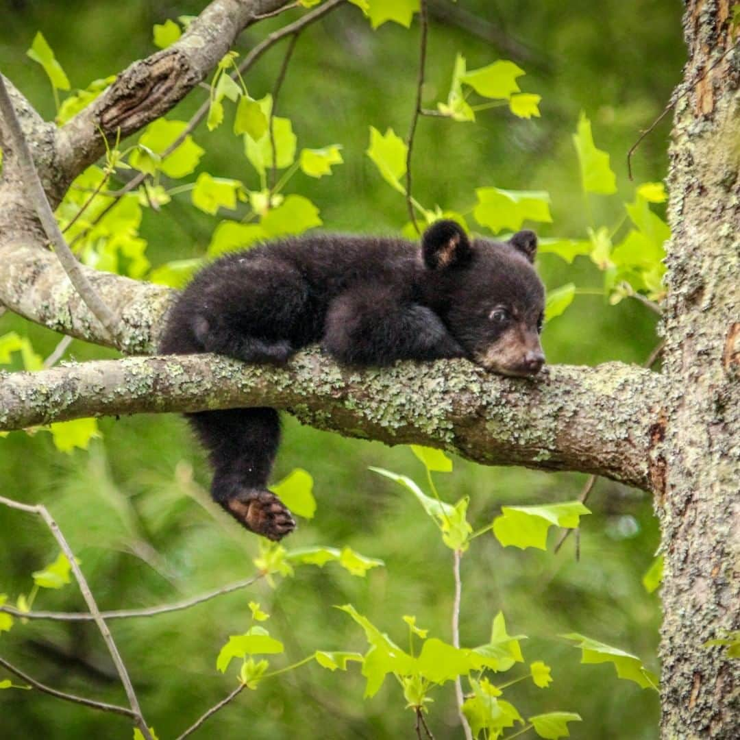 アメリカ内務省さんのインスタグラム写真 - (アメリカ内務省Instagram)「How can you sleep in on Saturday when there’s so much to see and do on public lands? Great Smoky Mountains #NationalPark in NorthCarolina and #Tennessee is one of the largest protected areas in the eastern United States where black bears can live in wild, natural surroundings. Biologists estimate that roughly 1,500 bears live in the park. #Bears have color vision and a keen sense of smell. In addition, they are good tree climbers, swim very well and can run 30 miles per hour. If they want to. This little cub’s just not in the mood. Photo @GreatSmokyNPS by Matt & Delia Hills (www.sharetheexperience.org). #greatsmokymountains #cuteanimals #travel #FindYourPark #usinterior」6月23日 0時20分 - usinterior