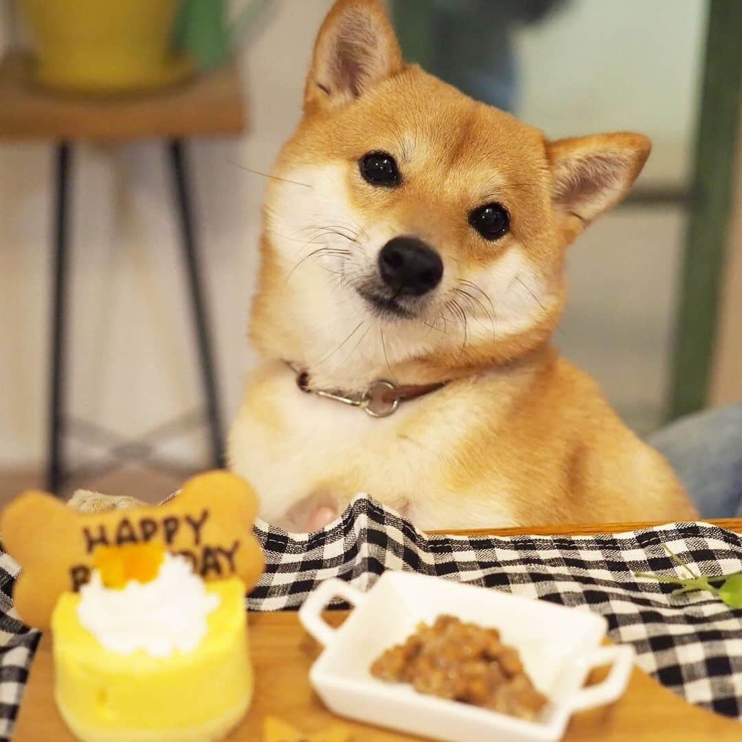 豆柴にこちゃんさんのインスタグラム写真 - (豆柴にこちゃんInstagram)「🐶🎂入院13日目 本日6月23日は、にこの誕生日✨ ３歳になりました🐾 . お誕生日は病院で迎えてるので😭、 会うことはできず… 過去のお誕生日pic載せます🎉 . 1-2枚目 １歳の誕生日 3枚目〜  ２歳の誕生日 3年間ずっとかわいいなー😍 . ３歳は健康で過ごせますように🙏✨ お誕生日会はまた改めて🥳 . #柴犬#豆柴#pecoいぬ部#犬#わんこ#犬#ここ柴部#shibainu#dog#mameshiba#pecotv#dog#いぬのきもち部#しばいぬ#しばけん#こいぬ#シバイヌ#いぬ#イヌ#赤柴#マメシバ#ペット#日本犬#子犬#puppy#doggo#pet」6月23日 0時46分 - nikochan.mame48