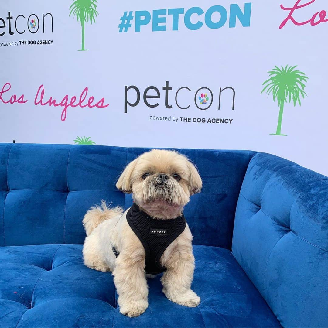 Dougie the Shih Tzuさんのインスタグラム写真 - (Dougie the Shih TzuInstagram)「Let’s do this. #petcon #losangeles」6月23日 1時06分 - dailydougie