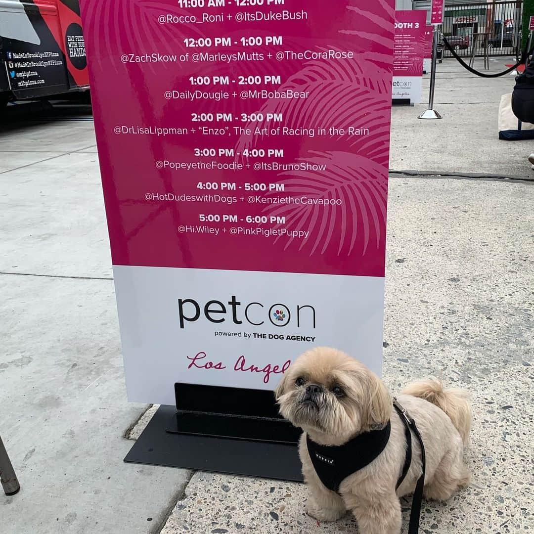 Dougie the Shih Tzuさんのインスタグラム写真 - (Dougie the Shih TzuInstagram)「Let’s do this. #petcon #losangeles」6月23日 1時06分 - dailydougie