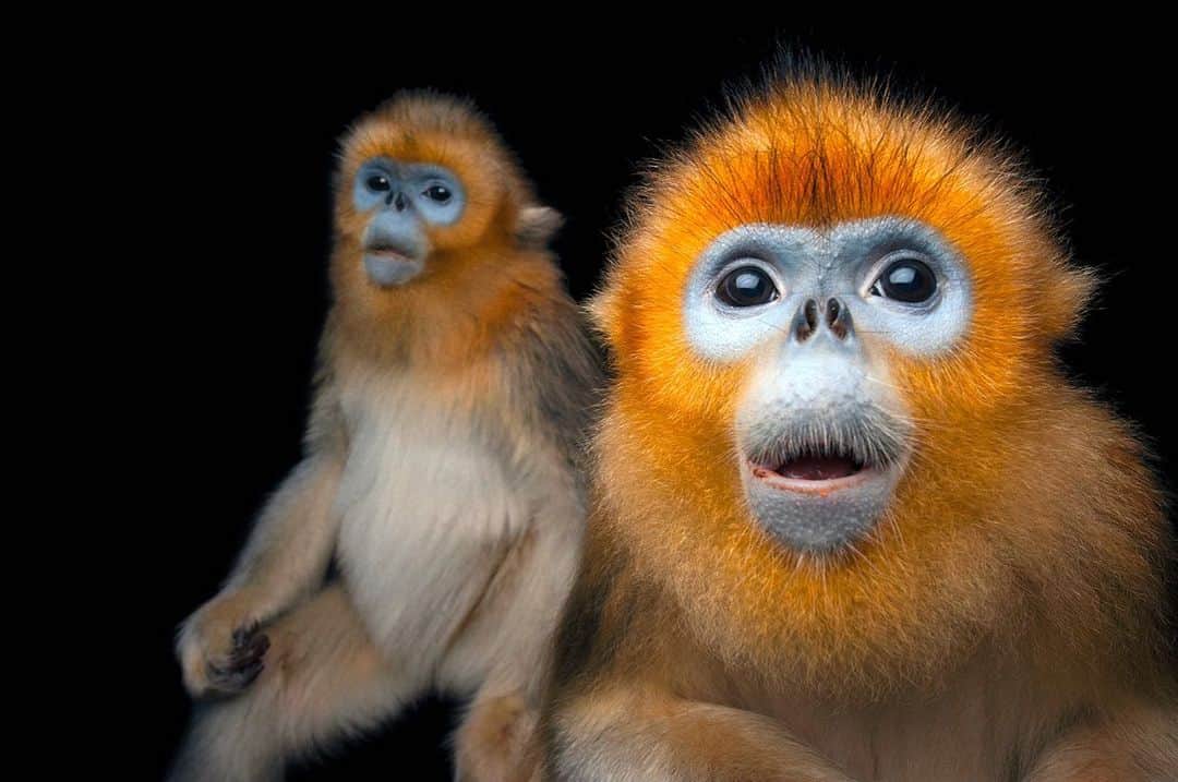 National Geographic Creativeさんのインスタグラム写真 - (National Geographic CreativeInstagram)「Photo by @joelsartore | The Golden snub-nosed monkey faces a very high risk of extinction in the wild. The species is found only in west-central China, in montane forests where snow cover can last for up to six months of the year. #PhotoArk #WildlifeConservation」6月23日 1時17分 - natgeointhefield