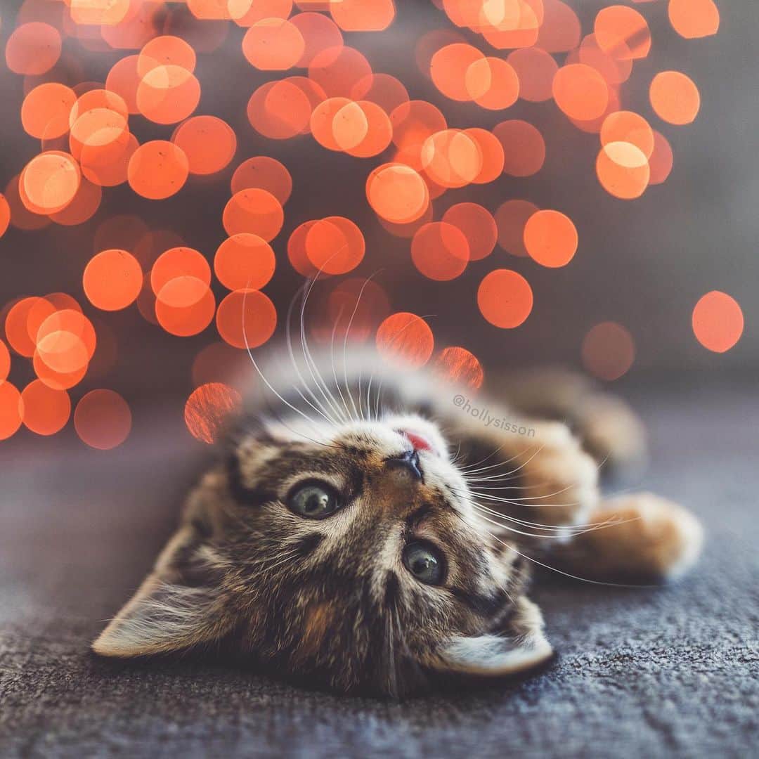 Holly Sissonのインスタグラム：「Happy Caterday! ☺️🐱❤️ #bokeh #kitten #tabbykitty #mainecoon (See more of Emma on @pitterpatterfurryfeet) ~ Canon 1D X MkII + 35 f1.4L II @ f1.4  See my bio for full camera equipment information plus info on how I process my images. 😊」