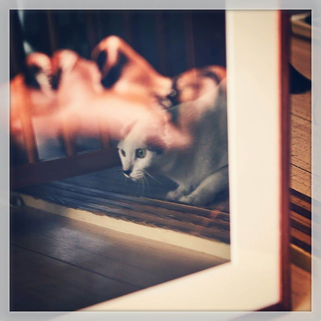 Akira Yamaguchiさんのインスタグラム写真 - (Akira YamaguchiInstagram)「飼主にあった本当に怖い話。 (けっこう怖いので、嫌な方は読まないでください)  昨夜、子供も寝たので近所のサウナに行こうと駐輪場に行った時に、今年初めて6本足の黒い奴を見つけてしまいました。マンションの住民の平和を守るためにと、履いていたビーチサンダルを片方脱いで手に持ちパシーンと一発でしとめました。我ながら見事な一撃でした。その後サウナに向かい、戦いで疲れた身体を癒しました。ここまでは何もなかったのですが、事件は帰りにおこりました。  自転車をこいで家に向かってると、ふと左胸あたりに何か当たった感じがしました。見てみると、Tシャツの上に、ちょうどラルフローレンでいうところの刺繍のワンポイントの位置に、先程倒したはずのアイツがいるではありませんか！私は驚いて奇声をあげ、とっさに手で払いました。と、同時にバランスを崩し転倒し、右脚のすねをしこたま自転車にうちつけました。痛みにうずくまりながら考えました。これはさっきのアイツの仲間が仕返しにやってきたんだ、と。私は、恐怖で全身にサブイボがでました。猫と一緒に暮らすようになり10年ほど。猫のおかげで、家にアイツはでた事ありません。すっかりアイツの怖さを忘れていました。このままでは、やられる…。気合いを入れて立ち上がって自転車を起こしました。1メートルほど先にアイツがいたので、ビーチサンダルを脱いで手に持ちました。こんな時、猫たちがいてくれたらやっつけてくれるのに。そう思いましたが、いないのでパシーンと自分でやっつけました…。 家に帰ると猫たちは、寝室で寝ていました。我が家は、この猫たちによって平和が守られてるんだな、と改めて思い感謝しました。ありがとう、そう言った後、そっとTシャツを着替えました。本当にあった怖い話です。  #パンチョとガバチョ #多分飛んでたアイツと奇跡的にぶつかったんだと思う #学生時代バイクに乗ってた時に飛んできたカブトムシがおでこにぶつかってこけた事もあったなあ #脚は腫れました涙」6月23日 1時42分 - pancho0002