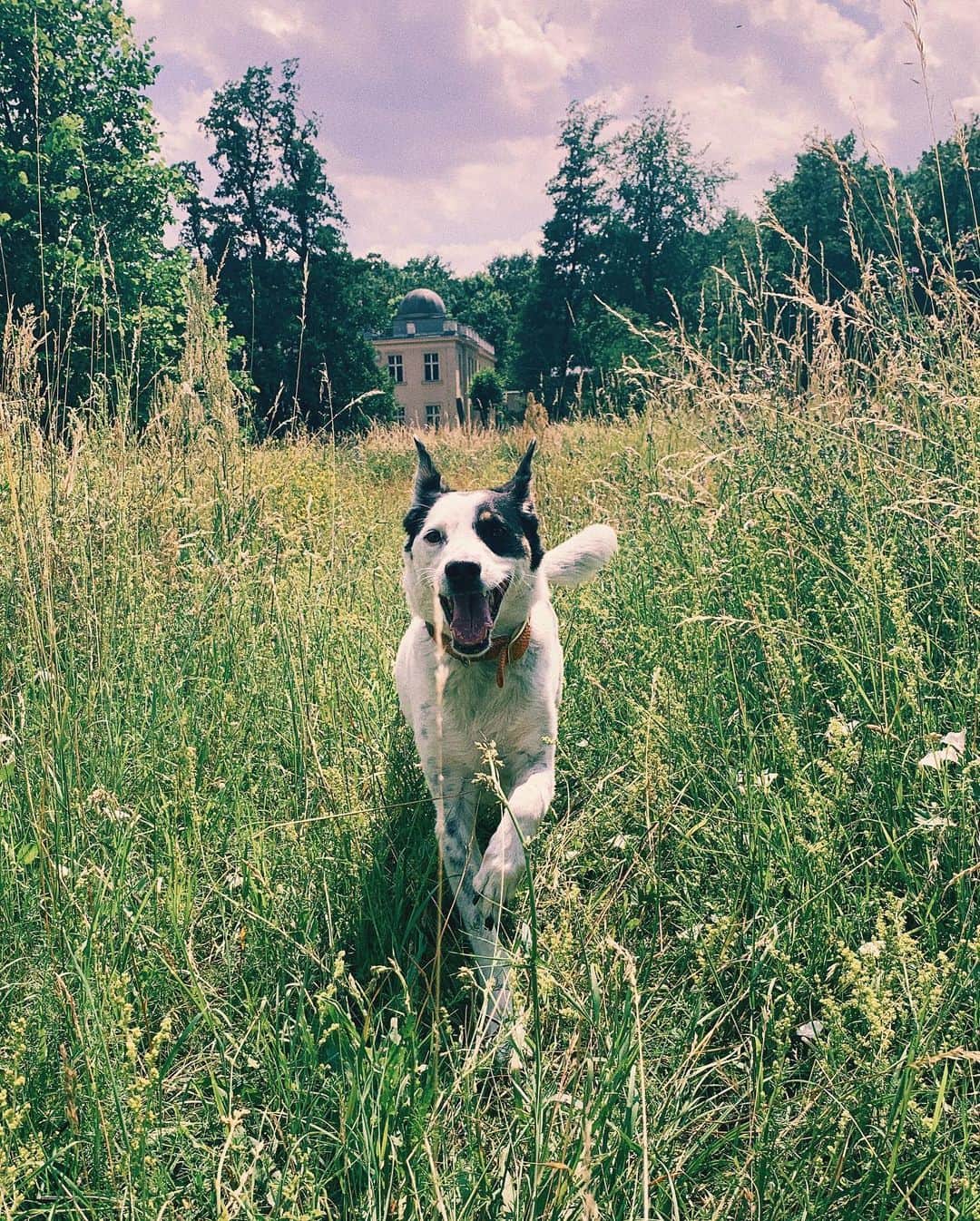 STIL IN BERLINのインスタグラム：「Happy #Midsommar with #nicothemutt」