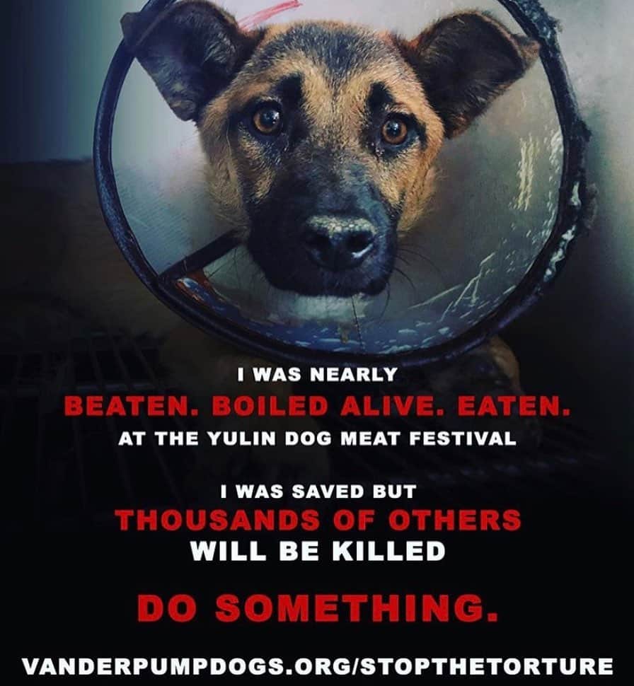 レオナ・ルイスのインスタグラム：「The Yulin dog meat festival began today. Every year thousands of dogs are beaten, abused, tortured, boiled alive and eaten at the sickening Yulin dog meat festival. It’s the time of year I dread the most & today my heart is so heavy knowing that these babies are being tortured & killed in such horrific ways. My friends organization is on the ground helping to save & rehabilitate dogs out there during the festival, please go to VanderpumpDogs.org/stopthetorture or click the link in my bio to find out how you can help them by donating just $5 to aid them in their FIGHT to save these poor dogs. Please spread the word as much as possible, the more people know about this the more we can do to STOP IT! My heart is broken today for all the little lives taken so cruelly. I just pray for a more compassionate world for all of us. #stopthetorture #stopyulinforever」