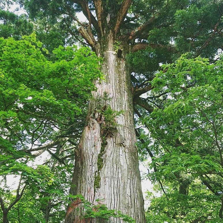 石原祐美子さんのインスタグラム写真 - (石原祐美子Instagram)「別格本山 大山寺 子供のころ、家族でお参りに行ったとき途中で迷子になってしまい、自力で麓の駐車場まで歩いて家族と合流できたことで誇らしい気持ちになった思い出のお寺です😁 「道を覚えていた」ということがとってもうれしくて、思えば私の「道好き」は、ここから始まったのかもしれません。 ・ ・  そんな想い出の場所に、今回ロケで再び訪れることができてほんとにうれしかったです(˶˚ ᗨ ˚˶)感謝🙏 ・ ・ お参りして、御朱印をいただき、写仏と座禅も初体験させていただき、まさにフルコース！！ ・ ・ そして、門前にある  宿坊茶屋 #天狗茶屋 で、禅バーガーなるものをいただきました。 ・ 精進料理をバーガーにしたものと聞いて、ガッツリメシ好きの私としては、正直そんなに心沸き立ってはいなかったのですが、、、申し訳ございませんm(｡>__<｡)m ・ ・ めっちゃくちゃうまいやないかーーーーーーーーーーーーーーーーーーーーーーい！！！！！！！！！！！！！！！！！ ・ ・ えっ！！まじ、ちょっとなにこれ！？！？！？ 食べ応えもガッツリ！！バンズと具のまとまりも間違いなく最高レベルです⭐⭐⭐ ・ 宿坊秘伝のタレで照り焼きされたふわふわの精進あげのバンズ、鳥取名産の長芋ソテー、もっちもちの大山おこわ、胡麻ソースと生湯葉のミルフィーユ、蓮根の辛子味噌合和え(´﹃｀) ・ 心がこもってるからでしょうか、どこをとってもしっかりと生命力を感じる味で、動物性食材を一切使ってないとは思えないおいしさ✨ ・ 精進料理が手軽に味わえて、600円というお値段もこれまたありがたいです（^人^） ・ ご住職と奥様、飲食店を経営されてる弟さんと力を合せて、たくさん試作されて今の味になったそうです。 バンズの上の「禅」の焼印は、ご住職が押されているんだとか😁 次回から、これ食べるのがお参りの１番の目的になってしまいそうでこわい。。。 ・ 天狗茶屋は月曜と木曜定休日です。 精進カレーうどんなどの他の精進料理メニューもあるそうで、そちらも気になるところ😋 ・ ・ ・ 山も海も温泉も楽しめて、おいしいグルメが格安で、鳥取西部の旅がまじで最高だということを今回痛感しましたので、 夏の旅行、行き先迷ってる方、ほんま鳥取西部おすすめです◝(⑅•ᴗ•⑅)◜..°♡ 目的地を絞れば、関西から日帰り旅行もできる距離ですよ🚙 ・ ・ JCOMが見られる環境にある方はぜひとも #パインバンブーアワー  ぜひともご覧ください🙇‍♀️🙏 ・ ・ ・ #鳥取県 #鳥取西部 #西伯郡大山町 #大山 #鳥取グルメ #鳥取名物 #鳥取観光 #旅グルメ #女子旅  #大山寺 #別格本山大山寺 #お参り #御朱印 #写仏 #座禅  #宿坊茶屋 #天狗茶屋  #精進料理 #禅バーガー #わきちぎれグルメ #JapaneseBURGER  #バーガー #大山おこわ #ビーガン #大山行ったら絶対食べるべき一品 ・ ・ #jcom #パインバンブーアワー #7月後半オンエア #パートナーは大山寺のご住職🙏 #見てね💕」6月23日 2時16分 - chiki2johnny14