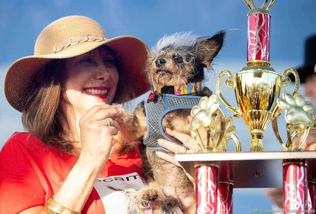 ABC Newsさんのインスタグラム写真 - (ABC NewsInstagram)「And the winner is... Scamp the Tramp! Scamp took first place in the World’s Ugliest Dog competition on Friday, beating out 18 others competing for most homely hound. #worldsugliestdog #dogs #winner #scamp」6月23日 3時09分 - abcnews