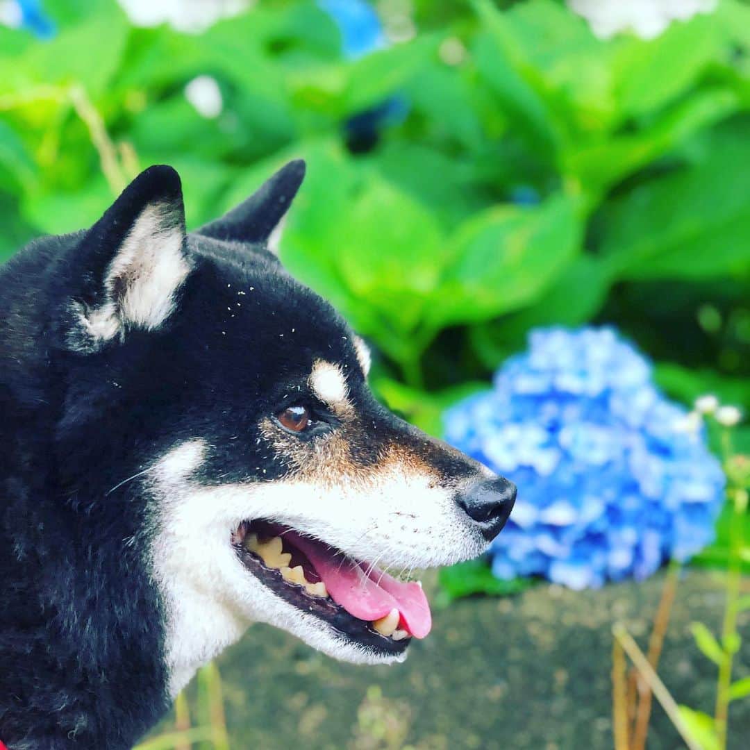 小川博永さんのインスタグラム写真 - (小川博永Instagram)「横顔 with 紫陽花。  #今朝まる #ししまる #dog #dogs #柴犬 #黒柴」6月23日 8時54分 - ogawahironaga