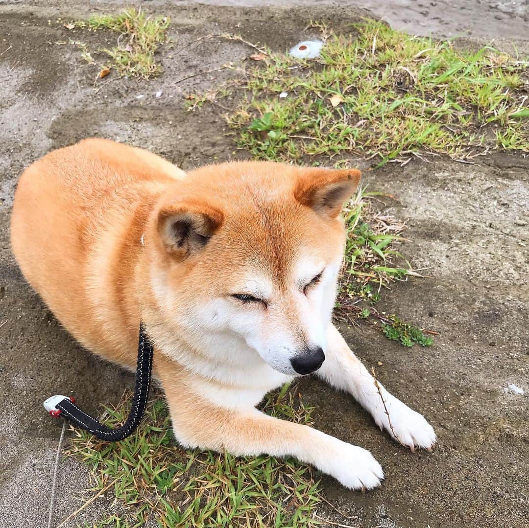 マル子さんのインスタグラム写真 - (マル子Instagram)「おはよー！  曇天100%！ 朝6時に起こして散歩！って言ったのにずーっと休憩w  #マル子  #柴犬  #shiba  #もう帰ろうよ」6月23日 8時48分 - tomikago