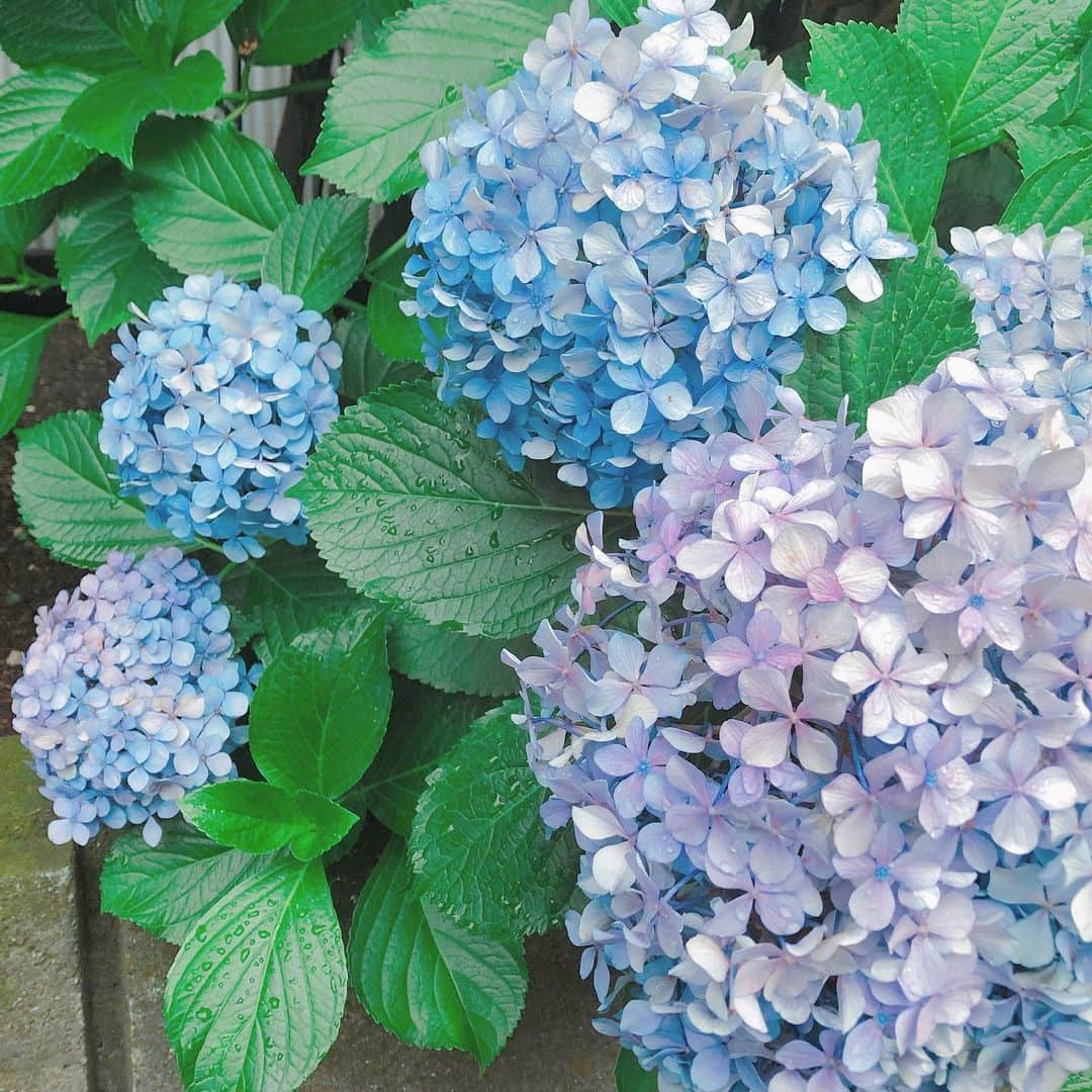 片渕茜さんのインスタグラム写真 - (片渕茜Instagram)「. 紫陽花が綺麗〜♪ 今日は学生向けのイベントの司会です♪」6月23日 8時52分 - akane_katafuchi