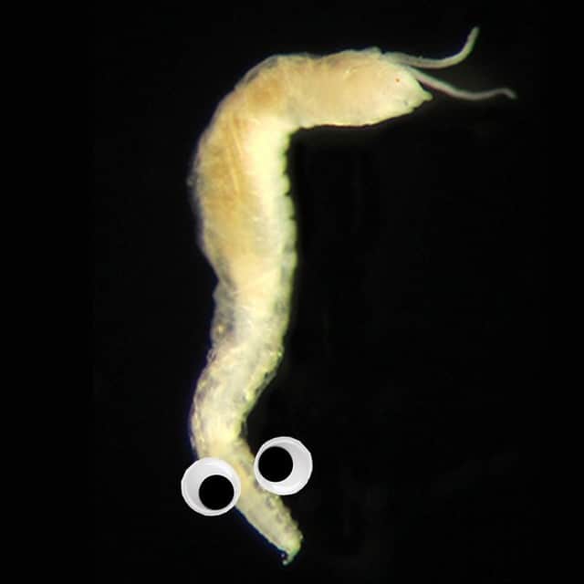 VICEさんのインスタグラム写真 - (VICEInstagram)「Scientists have discovered a new species of bristle worm that has a second set of peepers on its pooper. 👀 Yep, this Scottish worm has eyes on its butt.  Please comment with who you would name this worm after. Read more about this little worm at the link in bio.  Joint Nature Conservation Committee/ Eyes added by Jordan Pearson」6月23日 5時00分 - vice