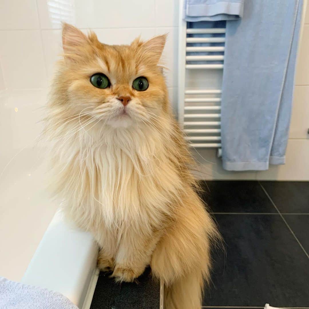 Smoothieさんのインスタグラム写真 - (SmoothieInstagram)「Caturday Question: does your cat also like to watch whenever you take a shower? 😅」6月23日 5時02分 - smoothiethecat