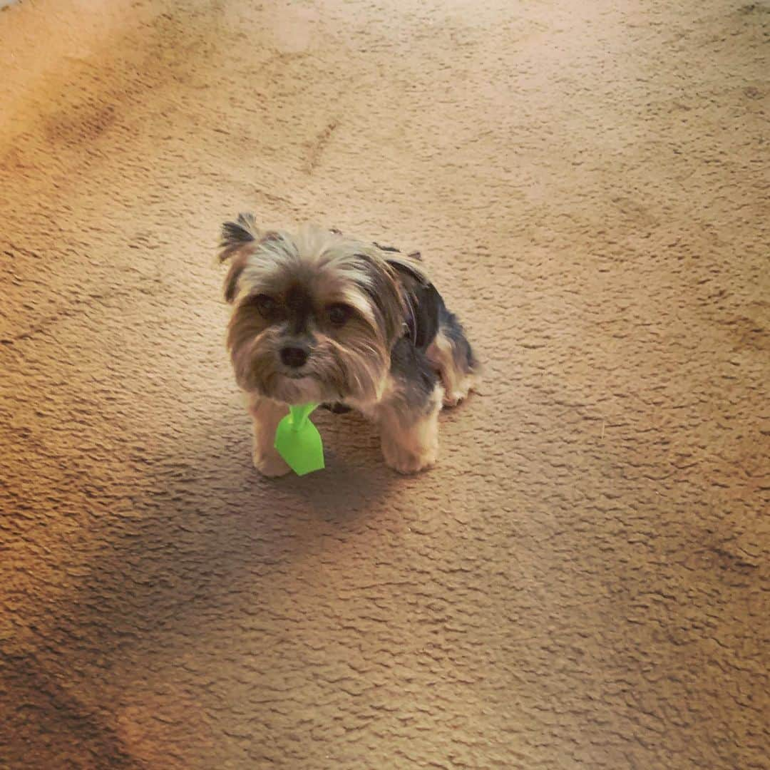 マック・メインさんのインスタグラム写真 - (マック・メインInstagram)「My lil guy had a job interview! Proud of da lil fella! #Bentley #BagBoy💰」6月23日 5時16分 - mackmaine4president