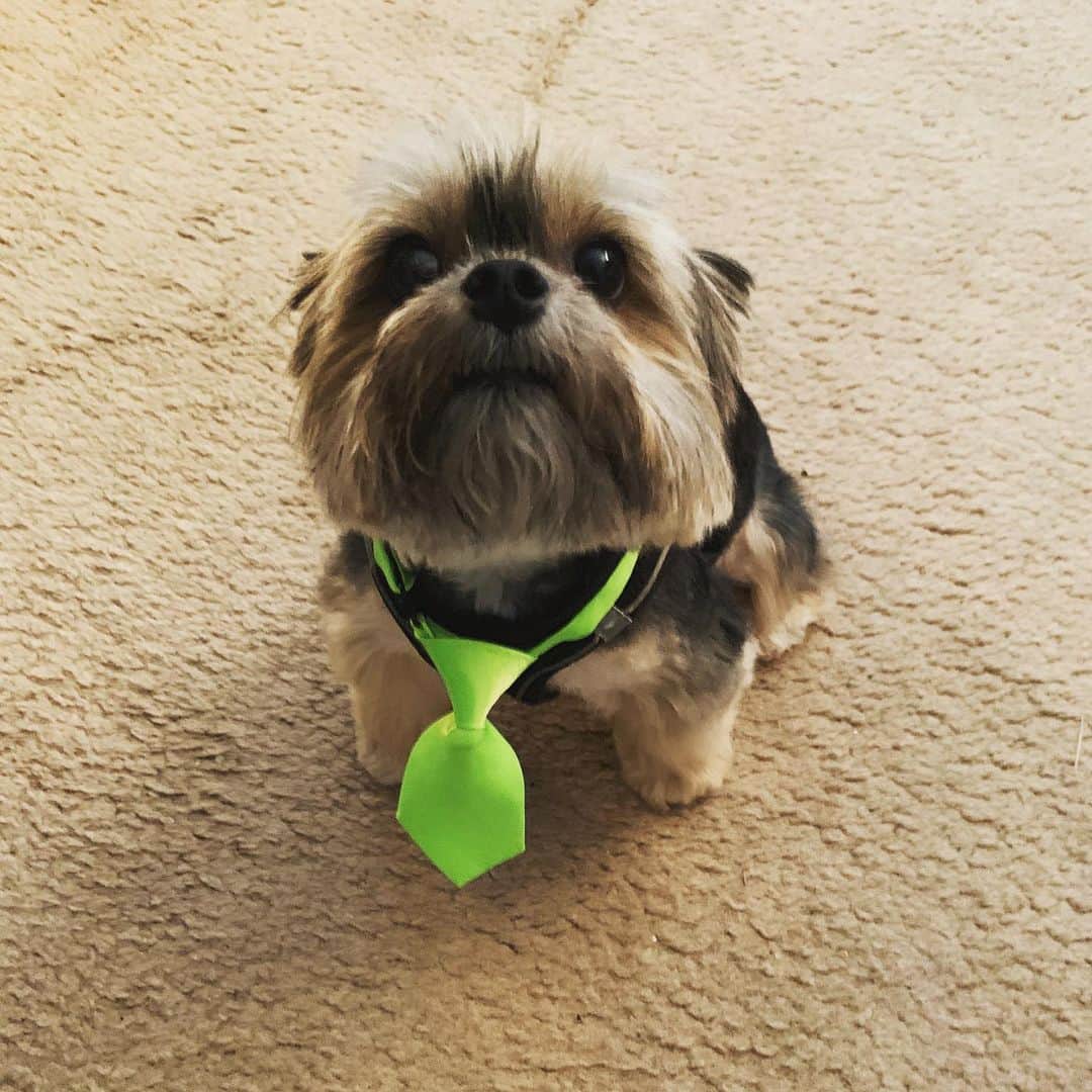 マック・メインのインスタグラム：「My lil guy had a job interview! Proud of da lil fella! #Bentley #BagBoy💰」