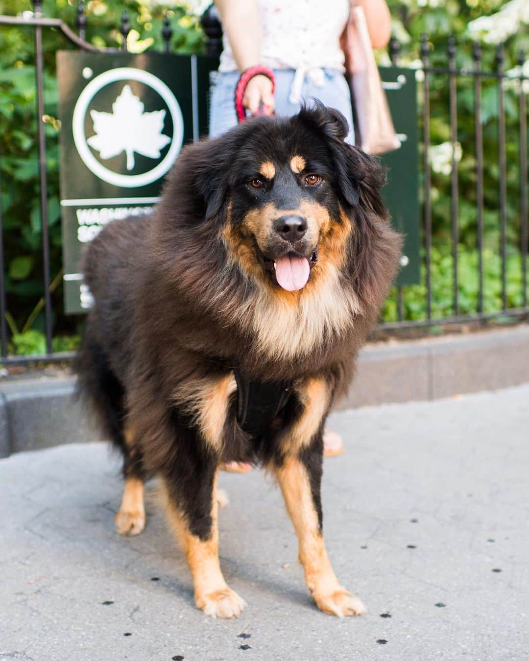 The Dogistさんのインスタグラム写真 - (The DogistInstagram)「Serena, Tibetan Mastiff (1 y/o), Washington Square Park, New York, NY • “It’s her first time in the city. She’s from Indiana and she’s nervous. She doesn’t like the noises.”」6月23日 6時36分 - thedogist