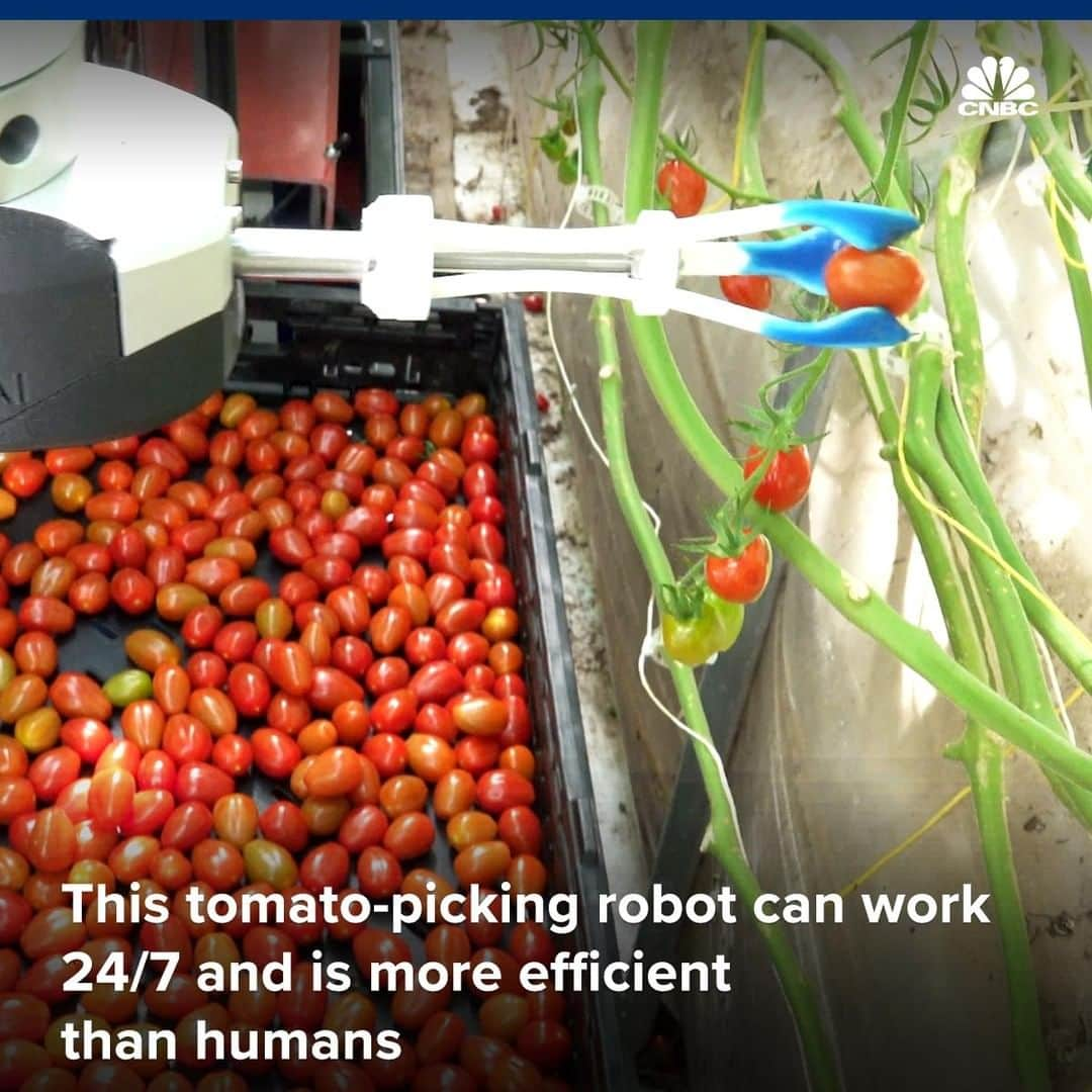 CNBCさんのインスタグラム写真 - (CNBCInstagram)「Farmers spend more than $34 billion a year on labor in the U.S., according to the USDA. And many would like to hire more help. But the agriculture industry here faces labor shortages.⠀﻿ ⠀﻿ That’s where Root AI, a start-up in Somerville, Massachusetts, comes in. The company’s first agricultural robot, dubbed the Virgo 1, can pick tomatoes without bruising them, and detect ripeness better than humans.⠀﻿ ⠀﻿ The Virgo is a self-driving robot with sensors and cameras that serve as its eyes. Because it also has lights on board, it can navigate large commercial greenhouses any hour of the day or night, detecting which tomatoes are ripe enough to harvest. A “system-on-module” runs the Virgo’s AI-software brain. A robotic arm, with a dexterous hand attached, moves gently enough to work alongside people, and can independently pick tomatoes without tearing down vines.⠀﻿ ⠀﻿ To learn more about how this will impact the agriculture industry in the United States, visit the link in our bio.⠀﻿ *⠀﻿ *⠀﻿ *⠀﻿ *⠀﻿ *⠀﻿ *⠀﻿ *⠀﻿ *⠀﻿ #robots #tech #startup #startups #technology #tomato #work #atwork #labor #us #america #cnbc #cncbtech #cnbcbusiness #business #news」6月23日 7時00分 - cnbc