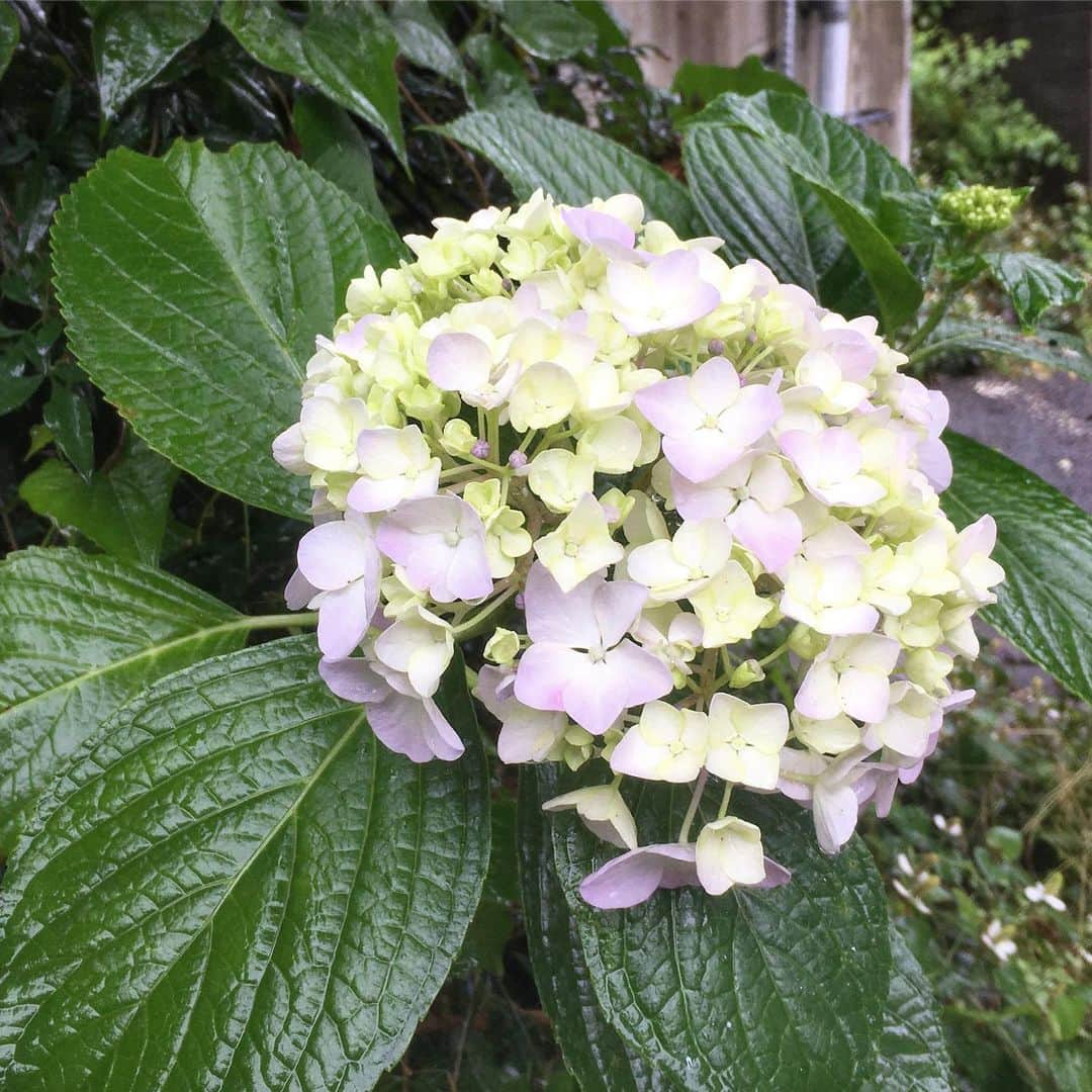 KAI_SHiNEのインスタグラム：「一昨年、無断侵入者によって折られてしまった紫陽花が、一輪だけ花をつけた。  頑張ろ。  #ajisai #あじさい」