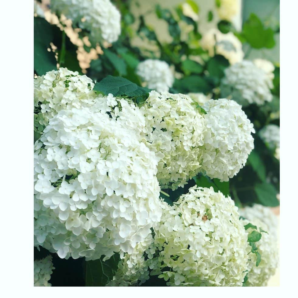 望月理恵さんのインスタグラム写真 - (望月理恵Instagram)「紫陽花が好きです。  何色が好きって 決められないけど、、 白はめっちゃ好き💕  #紫陽花 #何色が好きですか？」6月23日 18時05分 - mochiee28