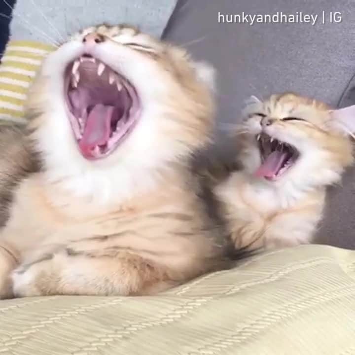 Aww Clubのインスタグラム