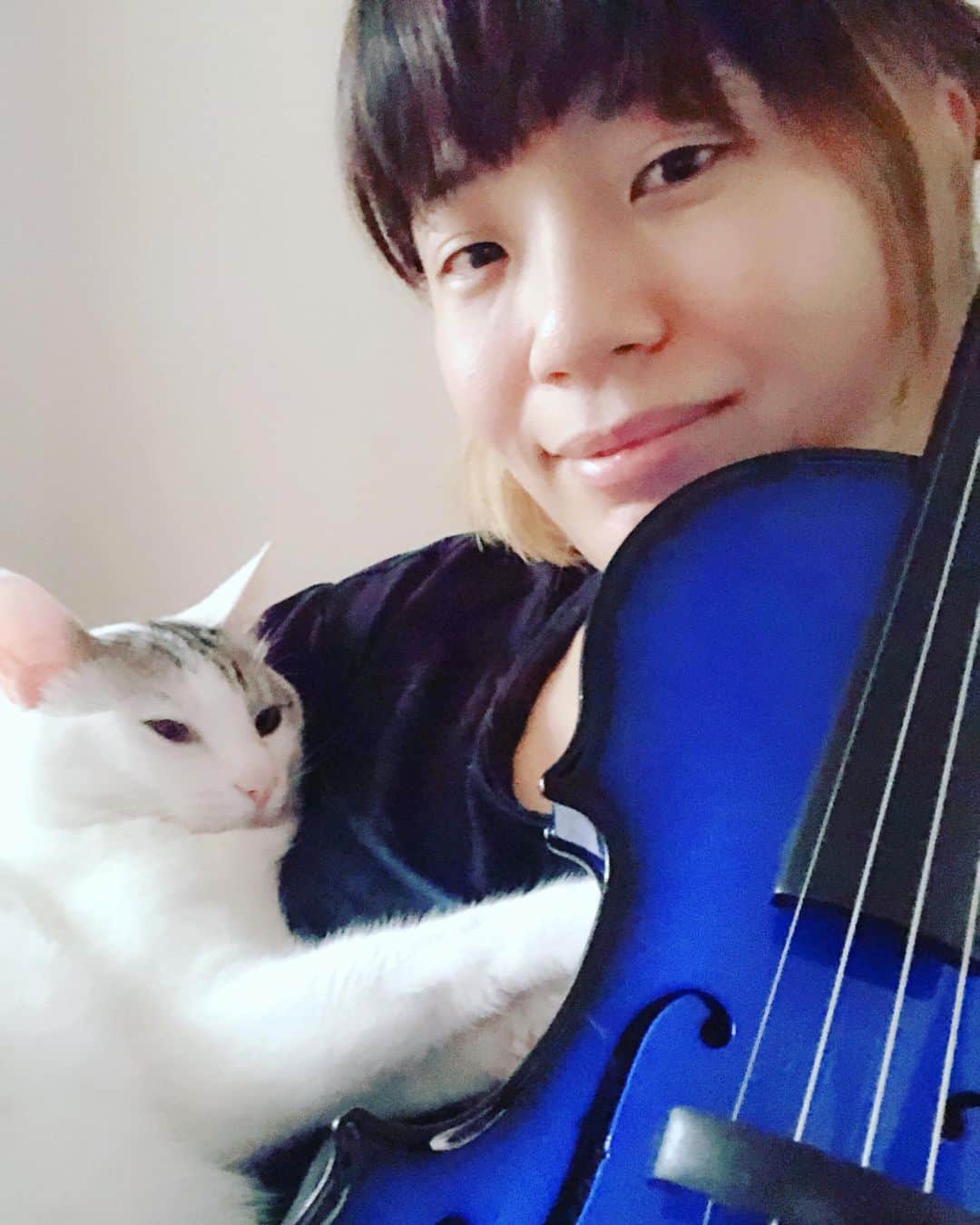 東出真緒さんのインスタグラム写真 - (東出真緒Instagram)「座ってバイオリンひいてると 絶対邪魔してきよるひと🐱🎻 . 顔面が毛だらけになります🙄 . #うちのニノ君  #バイオリン #violin #GLASSER #electricviolin  #blue  #cat #ねこすたぐらむ #ねこのいる暮らし #猫とバイオリン」6月23日 16時37分 - mao_bigmama_vn