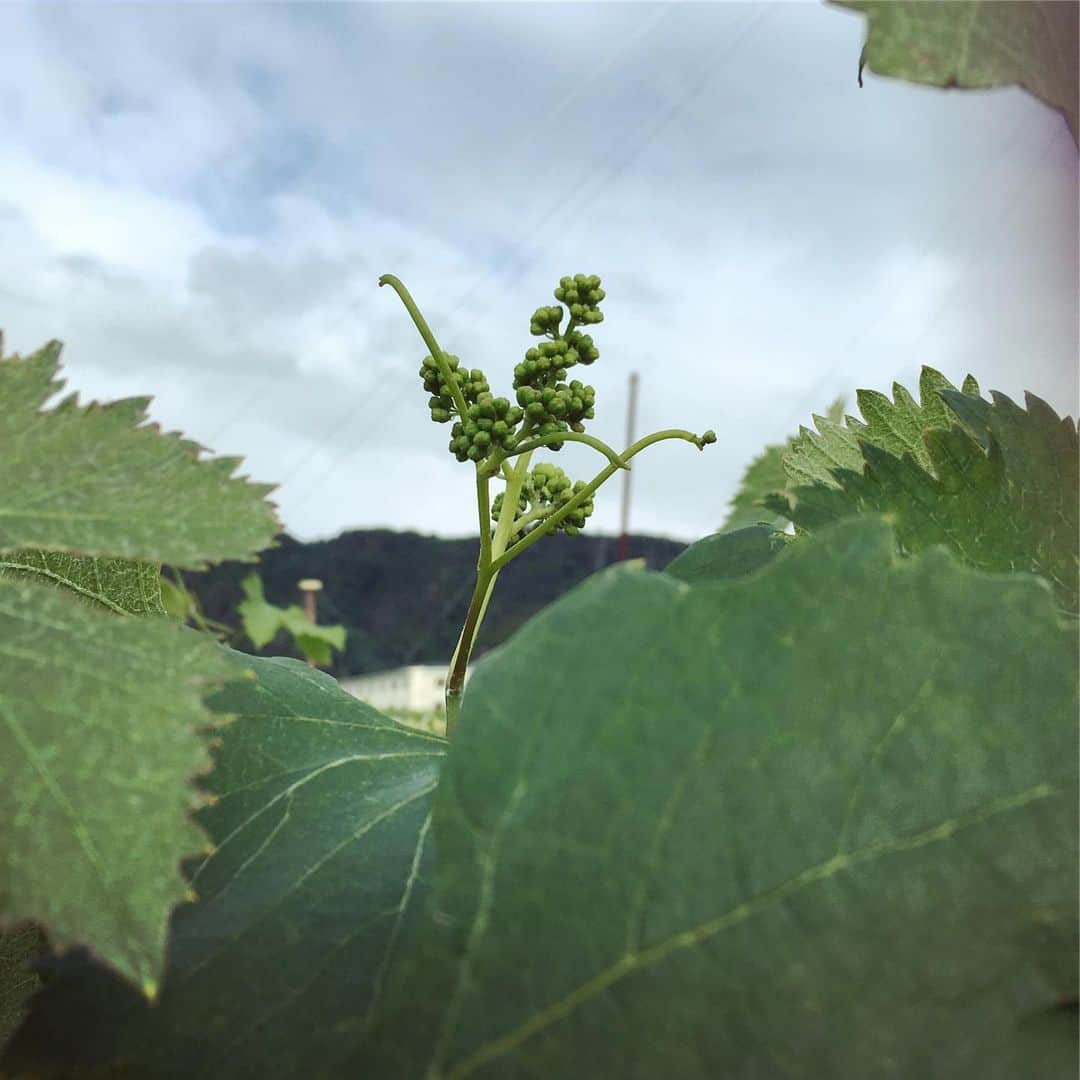 ひぐち君さんのインスタグラム写真 - (ひぐち君Instagram)「今月も勝沼の百果苑にて農業研修🍇 前回の房作りに続き、今回は生食用葡萄(ピオーネ・ゴルビー・クイーンニーナ)の摘粒作業を教わりました。実が大きくなった状態をイメージしながら、ハサミを入れて形を作っていくのがとても難しい。 先日の雹による亀裂、打撲痕の付いた粒を取り除きながらの作業。 その後は2番成りの除去も。 山梨の美味しい桃もいただきました🍑 ありがとうございました。 #百果苑 #山梨県 #甲州市 #勝沼町 #葡萄 #摘粒 #日本ワイン 🇯🇵 #japanesewine #vinjaponais  #wine #vin #vino #winetime #winelover #instawine #wineexpert  #yamanashi」6月23日 16時36分 - higehiguchi