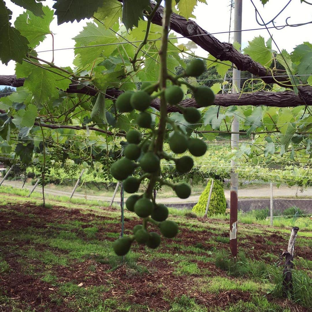 ひぐち君さんのインスタグラム写真 - (ひぐち君Instagram)「今月も勝沼の百果苑にて農業研修🍇 前回の房作りに続き、今回は生食用葡萄(ピオーネ・ゴルビー・クイーンニーナ)の摘粒作業を教わりました。実が大きくなった状態をイメージしながら、ハサミを入れて形を作っていくのがとても難しい。 先日の雹による亀裂、打撲痕の付いた粒を取り除きながらの作業。 その後は2番成りの除去も。 山梨の美味しい桃もいただきました🍑 ありがとうございました。 #百果苑 #山梨県 #甲州市 #勝沼町 #葡萄 #摘粒 #日本ワイン 🇯🇵 #japanesewine #vinjaponais  #wine #vin #vino #winetime #winelover #instawine #wineexpert  #yamanashi」6月23日 16時36分 - higehiguchi