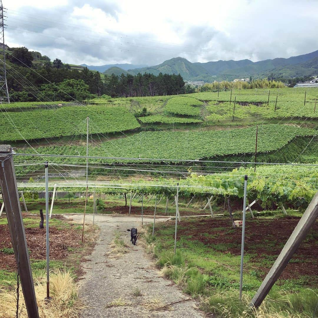 ひぐち君さんのインスタグラム写真 - (ひぐち君Instagram)「今月も勝沼の百果苑にて農業研修🍇 前回の房作りに続き、今回は生食用葡萄(ピオーネ・ゴルビー・クイーンニーナ)の摘粒作業を教わりました。実が大きくなった状態をイメージしながら、ハサミを入れて形を作っていくのがとても難しい。 先日の雹による亀裂、打撲痕の付いた粒を取り除きながらの作業。 その後は2番成りの除去も。 山梨の美味しい桃もいただきました🍑 ありがとうございました。 #百果苑 #山梨県 #甲州市 #勝沼町 #葡萄 #摘粒 #日本ワイン 🇯🇵 #japanesewine #vinjaponais  #wine #vin #vino #winetime #winelover #instawine #wineexpert  #yamanashi」6月23日 16時36分 - higehiguchi