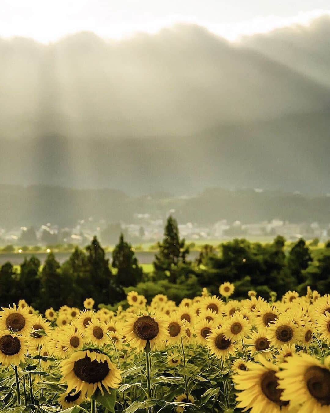 ?長野県 観光 公式インスタグラム さんのインスタグラム写真 - (?長野県 観光 公式インスタグラム Instagram)「//﻿ Photo by @nn_pepo_nn﻿ ﻿ Nanohana Park’s Sunflowers—Scenes of the Chikuma River and Bright Yellow Blossoms﻿ (Iiyama City)﻿ ﻿ Nanohana Park in Iiyama City is well known for its fields of beautiful nanohana flowers that can be seen in spring.﻿ ﻿ Did you know that in summer you can also see fields of large sunflowers here as well?﻿ ﻿ The sunflowers are in bloom from early to mid-August.﻿ ﻿ The countryside scenery of Iiyama with the leisurely flowing Chikuma River is both beautiful and nostalgic in every season.﻿ ﻿ ============﻿ ﻿ 千曲川と太陽の花の景色﻿ 「菜の花公園のひまわり」﻿ ＠飯山市﻿ ﻿ 春には美しい菜の花が見られる﻿ 飯山市の「菜の花公園」🍃﻿ ﻿ 夏には美しい大輪のヒマワリが﻿ 咲き誇るのをご存知ですか❓﻿ ﻿ 見頃は8月上旬から中旬頃まで﻿ 悠々と流れる千曲川と﻿ 公園の四季折々の風景は﻿ 懐かしくも美しい飯山の景色です🌻﻿ ﻿ ＿＿＿＿＿＿＿＿＿﻿ ﻿ Location / Iiyama City, Nagano, Japan ﻿ ﻿ #長野のいいところ #菜の花公園 #飯山市 #山の信州﻿ ﻿ ﻿﻿」6月23日 16時56分 - nagano_japan