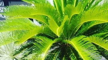 1945のグルメインスタ