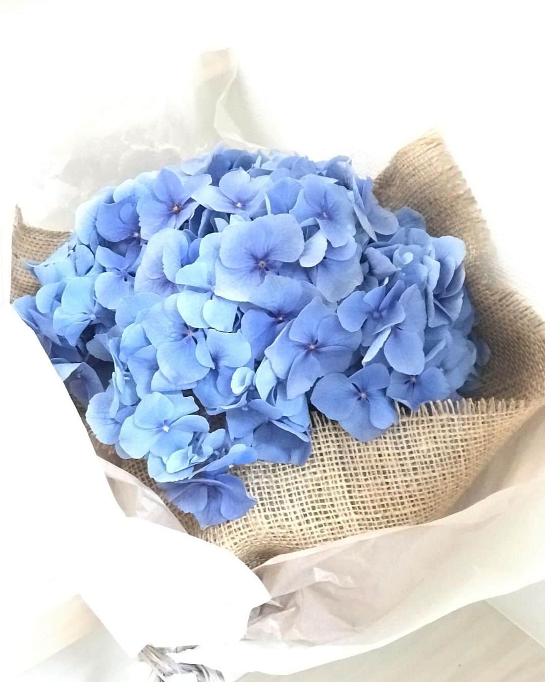 濱中鮎子さんのインスタグラム写真 - (濱中鮎子Instagram)「ご近所の @wakekyon  家族が寄ってくれて、見たことないくらい大きな紫陽花をいただきました。嬉しい。ありがとう！  #お嬢て紫陽花 #6月生まれ  #ズタボロな格好で失礼しました」6月23日 17時21分 - ayukohamanaka