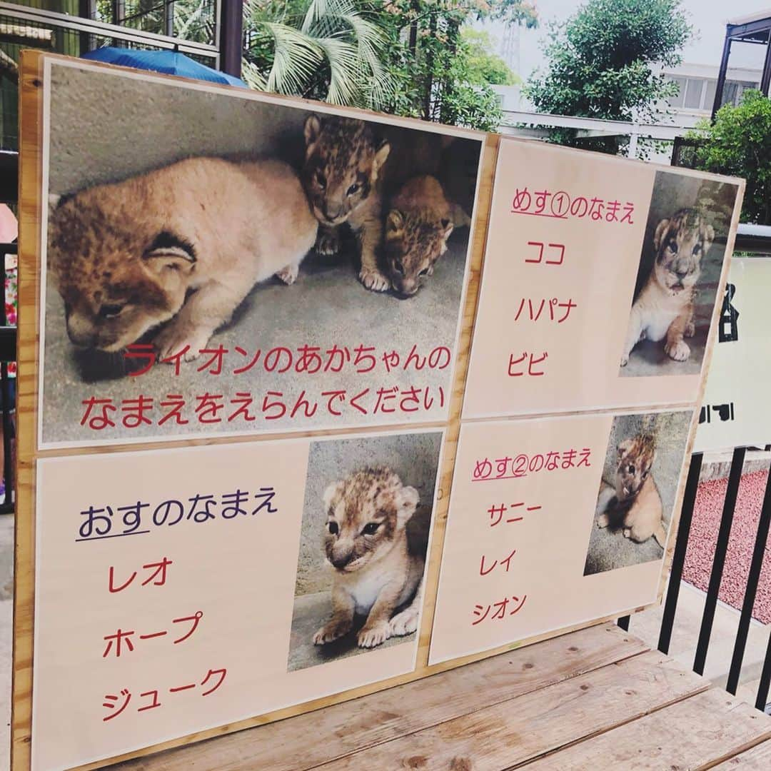 スザンヌさんのインスタグラム写真 - (スザンヌInstagram)「昨日に引き続き﻿ 幼馴染と一緒に🍡﻿ あと妹と妹の御主人とも一瞬😊（きょーちゃんおめでとう⚽️） ﻿ 子どもたちが仲良しで﻿ 手繋いでる後ろ姿が愛しいのなんのって🙌﻿ ﻿ 産まれたばかりのライオンの赤ちゃん🦁🦁🦁﻿ かーわいかったなぁ❤️ ﻿ ﻿ お名前募集してたよ👀﻿ いいお名前ばかりで悩むね🙆‍♀️﻿ ﻿ マルルは相変わらず癒し🧸⚪️﻿ でもさすがに暑そうだった😂﻿ ﻿ 幼馴染と子どもたちと﻿ 楽しい週末過ごせました❤️﻿ いつもありがとう😊💕﻿ ﻿ ﻿ #熊本市動植物園 ﻿ @kumamoto_doushokubutsuen」6月23日 17時24分 - suzanneeee1028