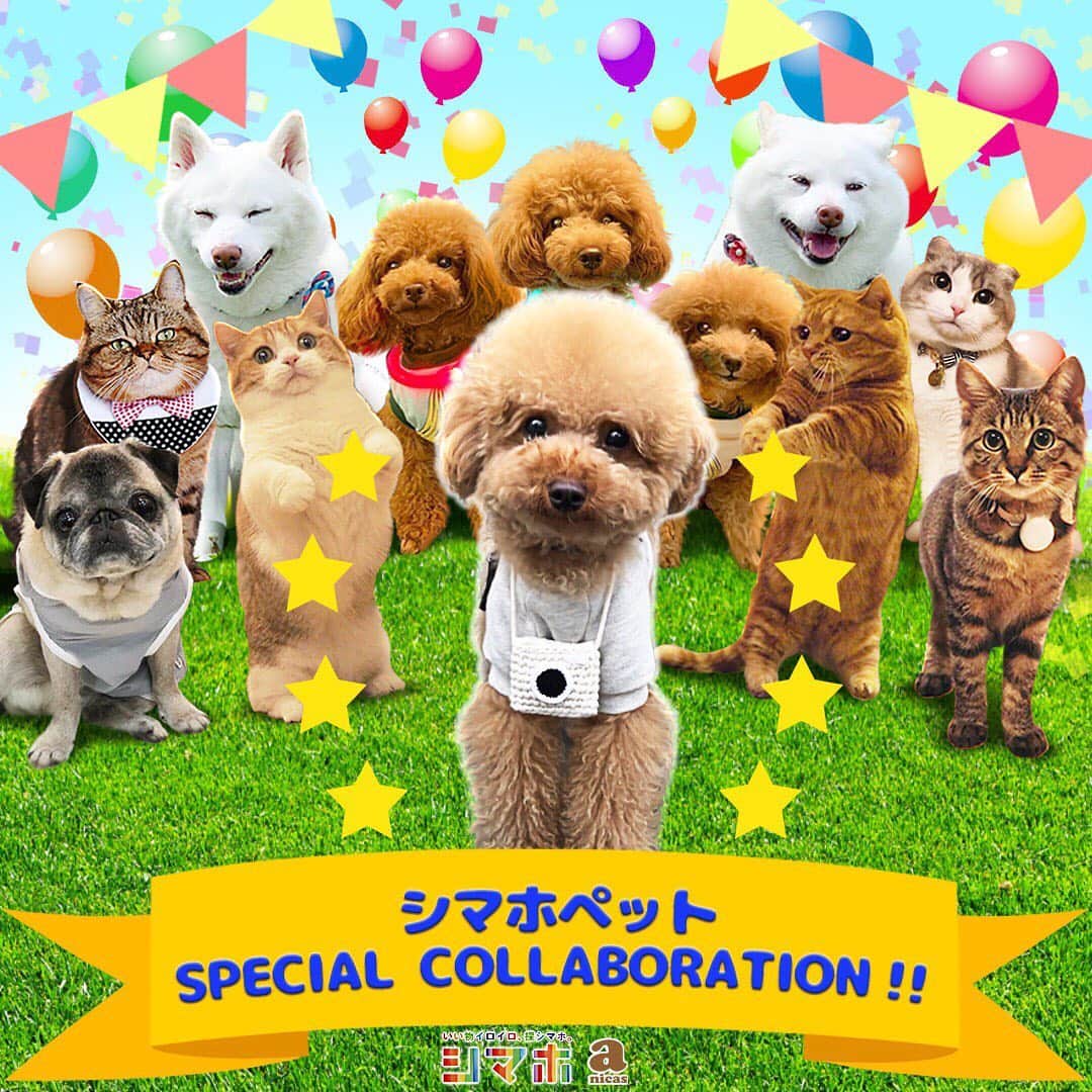 八兵衛のインスタグラム：「シマホペットモデルに4〜5位に 選ばれた子とコラボしたよ～❤️ * * 🐶ひらめちゃん　 @handmade.craft.makana * * 🐶チャミちゃん　 @chami_toy * * 🐱ティノちゃん一家　 @rody.tino.tomoko * * 🐱銀ちゃん (IGアカウントなし) * * おめでとうございます🎊🎊🎊 みんなかわいい😍💕💕 * * 八兵衛もアンバサダーをつとめた シマホペットモデルキャンペーン、 皆様ご参加ありがとうございました～☺️✨✨ * *  #シマホペット #ほぼ黒パグ #おじいちゃん犬 #パグ #pug #puggy #puglife #puglove #petstagram #pugstagram #pugsofinstagram #pugs #dog #ふわもこ部  @igersjp #IGersJP #east_dog_japan #pecoイヌ部 #八兵衛 #はちべえ #朝ワンコ夕ニャンコ」