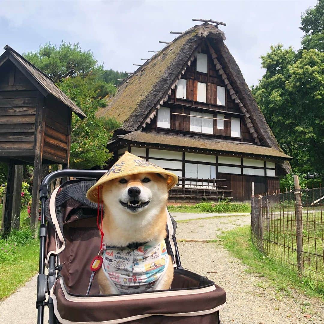 マロたんのインスタグラム：「Come to Japan! おはなちゃんの笠に憧れてたの @ohantan 🌸 * #飛騨高山 4月に訪れた時は大雪だったので、6月梅雨時ど真ん中にリベンジ旅してみました🚗概ね晴れでした☀️ #笠地蔵 #shiba #shibainu #weeklyfluff」