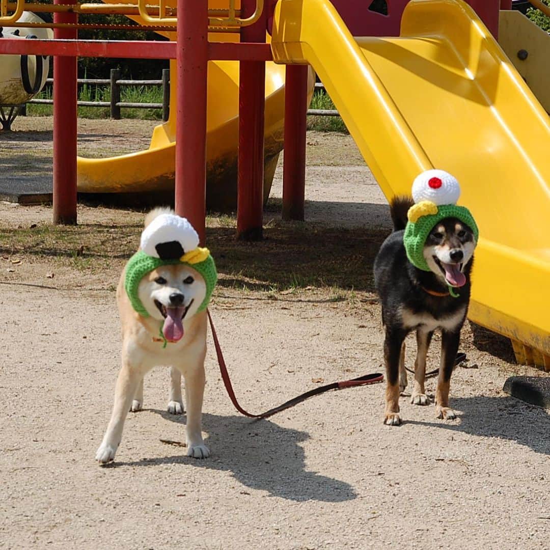 がんちゃんさんのインスタグラム写真 - (がんちゃんInstagram)「おにぎり🍙と言えばピクニック♪  と思って先週公園ロケに行ったけど、暑すぎてどちらも毛糸の帽子はお断りだったみたい🤣  #オートクチュールコタオバサンヌ #コスプレ柴犬 #コスプレ柴 #コスプレ犬」6月23日 17時54分 - kota2ann