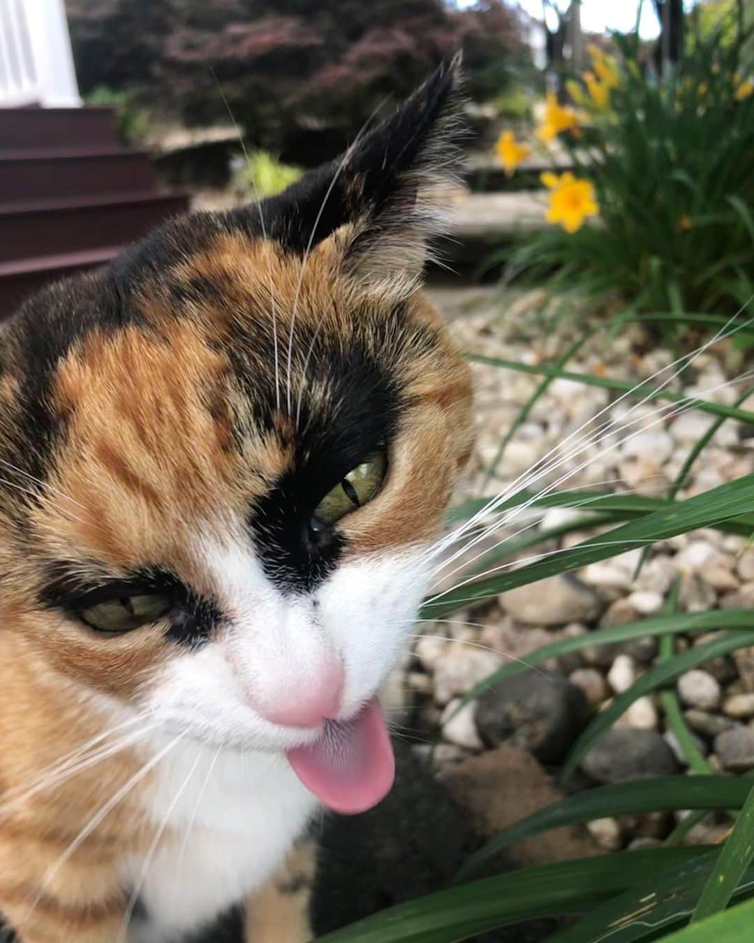 リリーのインスタグラム：「Why can’t everyday be caturday?😸」