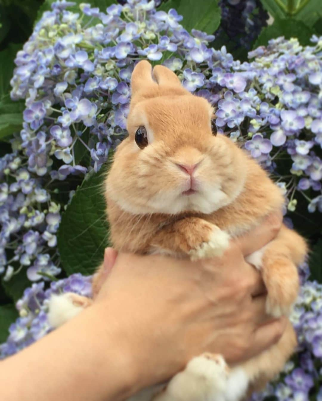 ?まるるさんのインスタグラム写真 - (?まるるInstagram)「* * 今日は雨が降る前に公園へ😊 色んな紫陽花が咲いてました💕 * * 曇ってたからおめめパッチリ✨ 晴れた日の眩しそうな顔も 可愛いんだけどねw * * 4枚目の紫陽花の帽子👒 似合ってるかなぁ🐰 * * #うさぎ#ネザーランドドワーフ#ふわもこ部#rabbit#lapin#cutepetclub#WeeklyFluff #bunnystagram#rabbitstagram#instapet#紫陽花#hydlangea#20190623」6月23日 9時19分 - pupupopo_