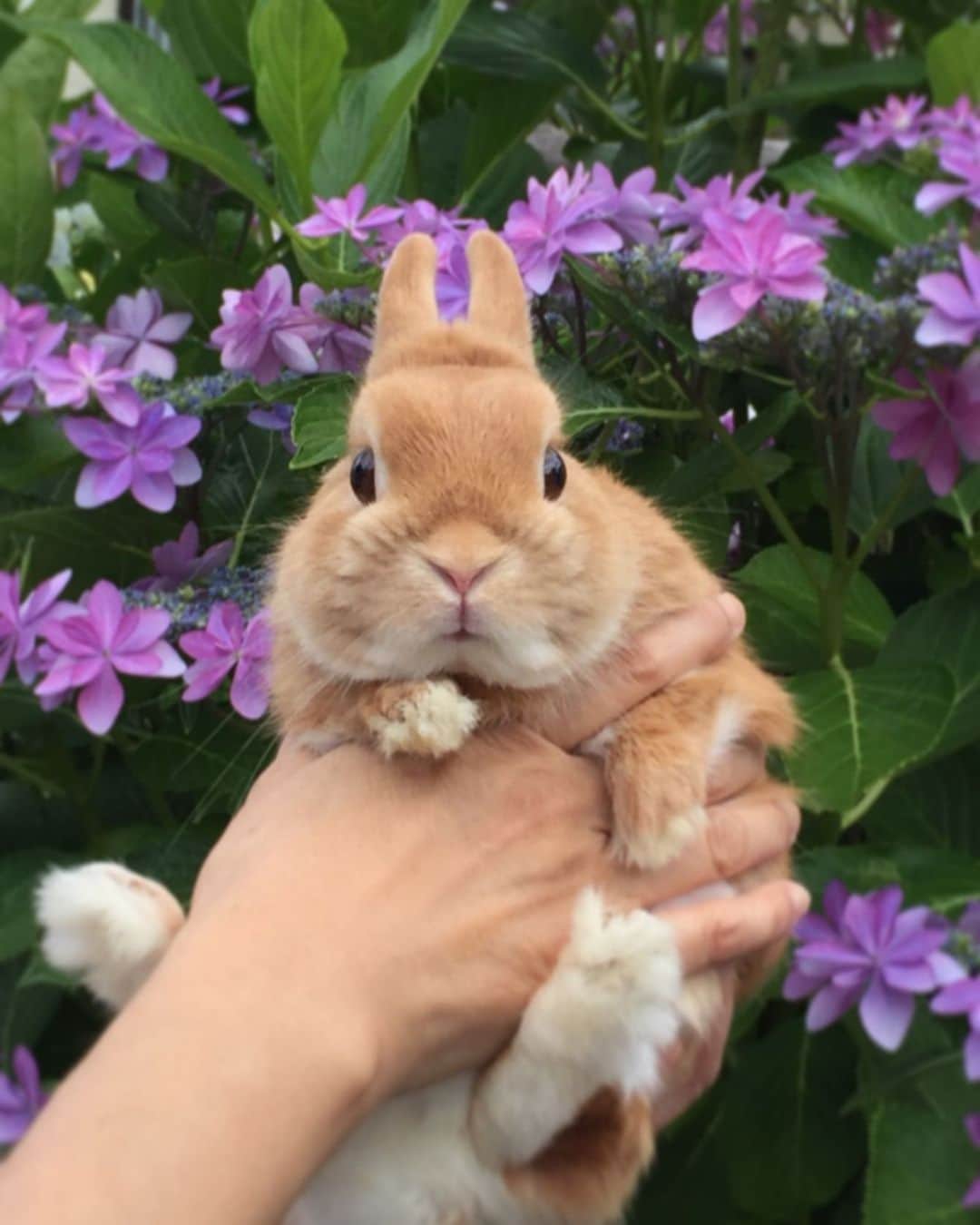 ?まるるのインスタグラム：「* * 今日は雨が降る前に公園へ😊 色んな紫陽花が咲いてました💕 * * 曇ってたからおめめパッチリ✨ 晴れた日の眩しそうな顔も 可愛いんだけどねw * * 4枚目の紫陽花の帽子👒 似合ってるかなぁ🐰 * * #うさぎ#ネザーランドドワーフ#ふわもこ部#rabbit#lapin#cutepetclub#WeeklyFluff #bunnystagram#rabbitstagram#instapet#紫陽花#hydlangea#20190623」