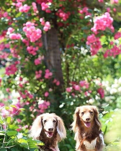 くるみんのインスタグラム：「* あじさいの季節なのに、まだ薔薇🌹でスミマセン💦  #ミニチュアダックスフンド #ミニチュアダックスフント #ミニチュアダックス #イザベラタン #イザベラ #カニンヘンダックスフント #カニンヘン #カニンヘンダックス #カニンヘンダックスフンド #チョコタンダックス #チョコタン #ダックス多頭飼い #ダックスフント #ダックスフンド #ダックス #わんこなしでは生きていけません会 #ワンコなしでは生きて行けません会 #いぬばか部 #いぬすたぐらむ #短足部 #アカオハーブアンドローズガーデン #薔薇 #バラ園 #ローズガーデン #dachshundgram #dachshund #dogstagram #east_dog_japan #instagramdog #7pets_1day」