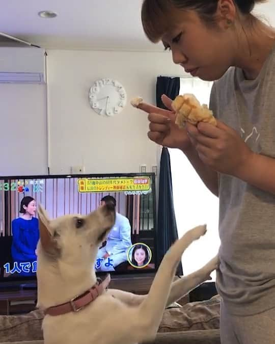 柴犬ハル&保護犬すずのインスタグラム